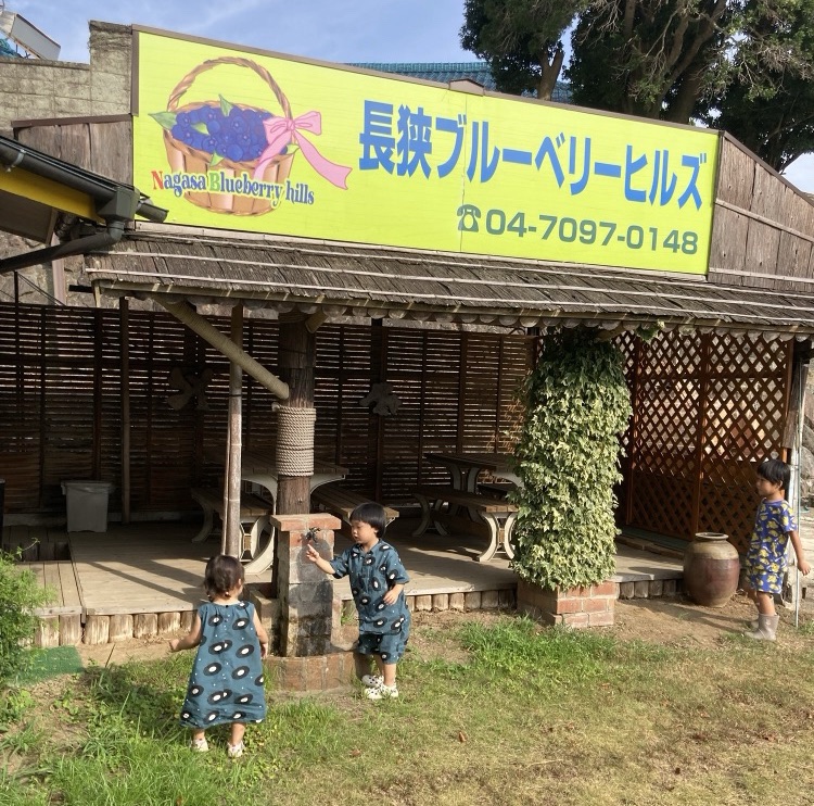 ブルーベリー狩り農園