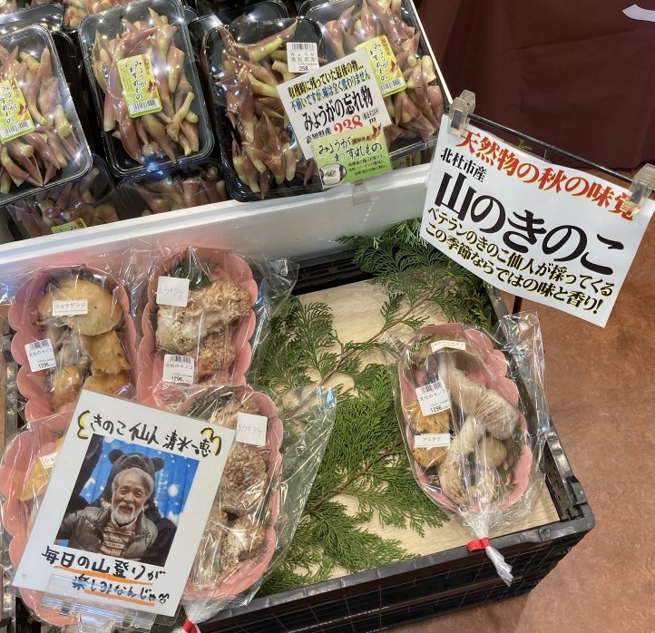 きのこ仙人のきのこ達