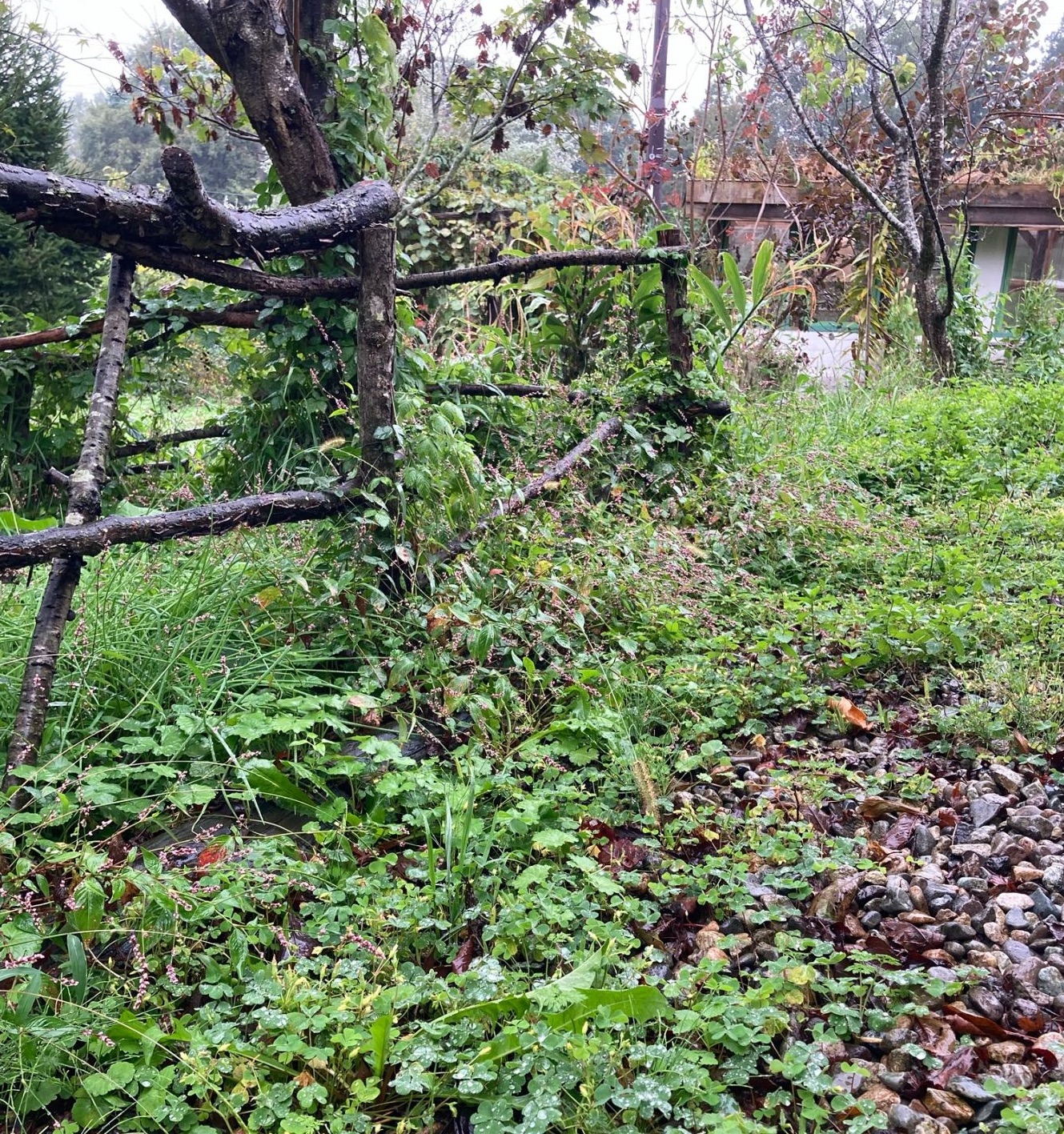 雨に濡れて朝露の様な緑